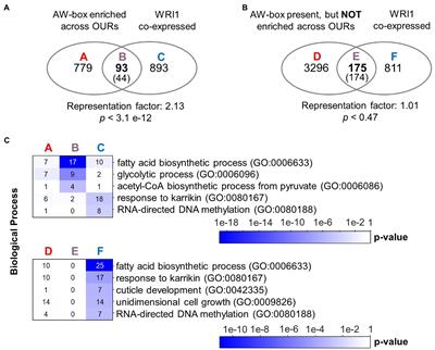 An expanded role for the transcription factor WRINKLED1 in the biosynthesis of triacylglycerols during seed development